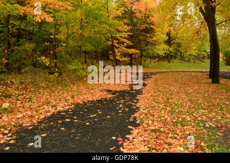 Colorful Fallen Maple Leaves on Paved Path in Autumn Stock Photo