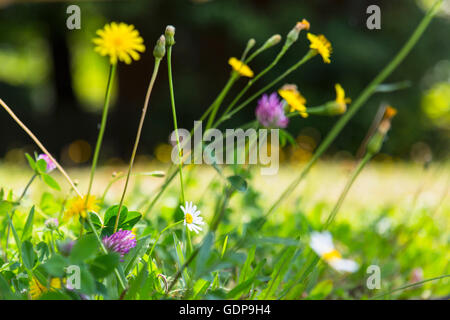 Surface level close up of clover and daisies in meadow Stock Photo