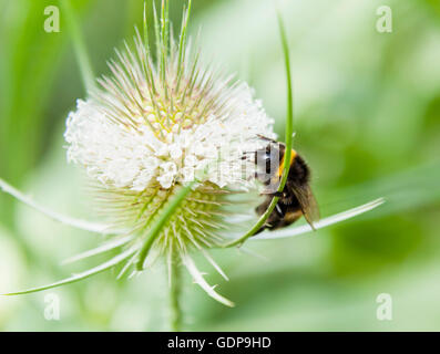Close up of bumblebee feeding on wildflower nectar Stock Photo