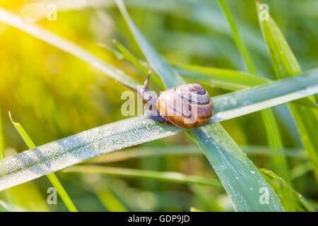 Close up of snail on blade of green grass Stock Photo