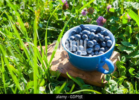 Cup of freshly picked blueberries in garden Stock Photo