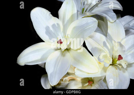 Decorative white lily on black background closeup. Stock Photo