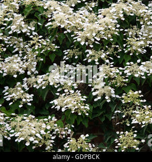 Hydrangea anomala, the Japanese climbing-hydrangea, is a species of hydrangea native to the woodlands of the Himalaya, southern Stock Photo