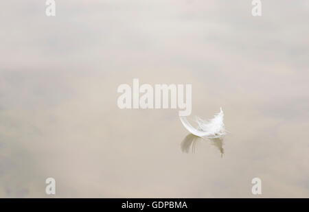 White bird feather floating on water Stock Photo