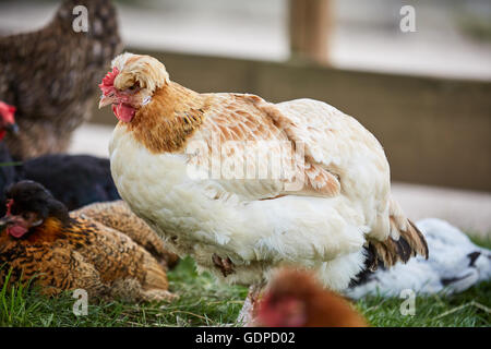 White and brown chicken hen on a yard of a farm Stock Photo