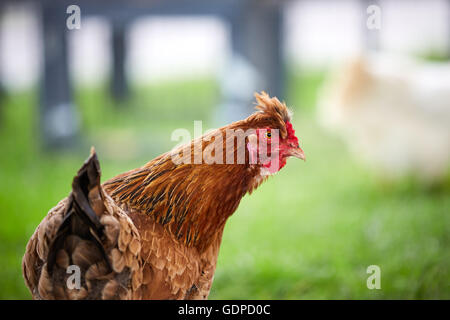 Brown hen on the green grass of the farm Stock Photo