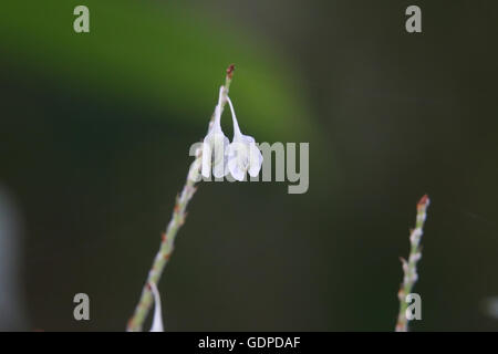 Fruits of the giant knotweed (Fallopia sachalinensis). Stock Photo