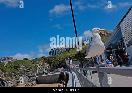 A seagull perched on railings in St Ives, Cornwall Stock Photo