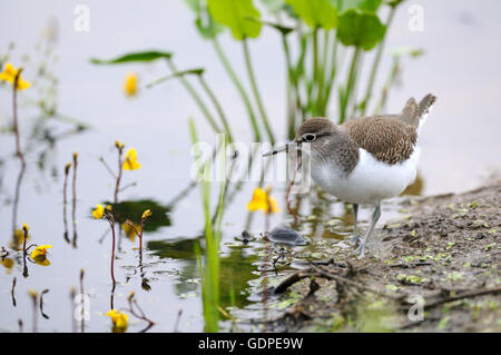 Common sandpiper (Tringa hypoleucos, Actitis hypoleucos) at river bank among water flowers.