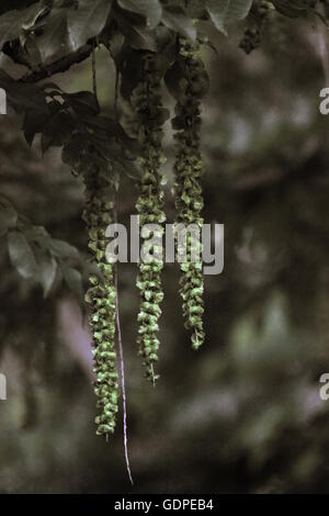 Hanging fruits of the caucasian wingnut (Pterocarya fraxinifolia) with a sepia effect applied. Stock Photo