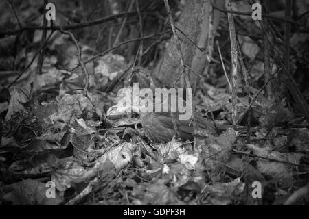 Female Blackbird (Turdus merula) on brown leaves in black and white image. Grain is included is this old-fashioned composition. Stock Photo