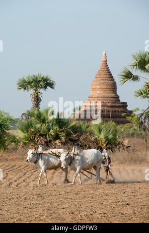 a farmer and his Ox are on the field near the Temples in Bagan in Myanmar in Southeastasia. Stock Photo