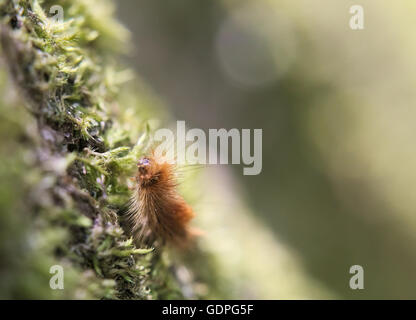 Hairy caterpillar of the ruby tiger (Phragmatobia fuliginosa). Stock Photo