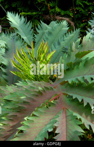 Melianthus major , Honey bush, Stock Photo