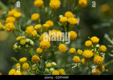 Yellow flowering common tansy Stock Photo