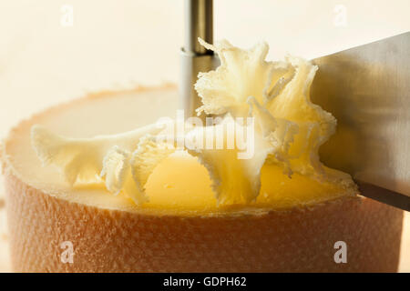 Shaving tete de moine cheese using girolle knife. Monks head. Variety of  Swiss semi-hard cheese made from cows milk Stock Photo - Alamy