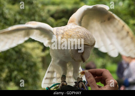 Common barn owl Stock Photo