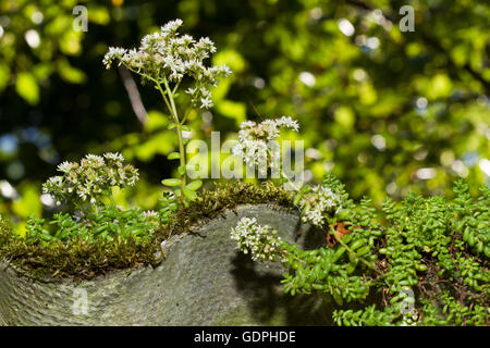 White stonecrop (Sedum album) on asbestos roof sheeting Stock Photo