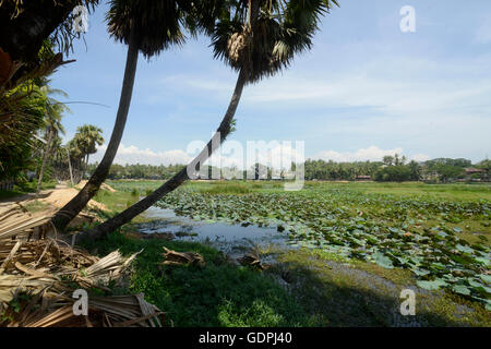 a smal lake park in the city centre of Myeik in the south in Myanmar in Southeastasia. Stock Photo