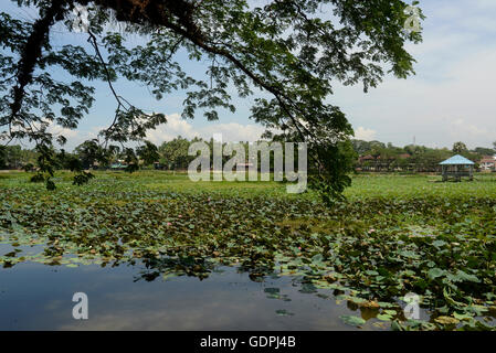 a smal lake park in the city centre of Myeik in the south in Myanmar in Southeastasia. Stock Photo