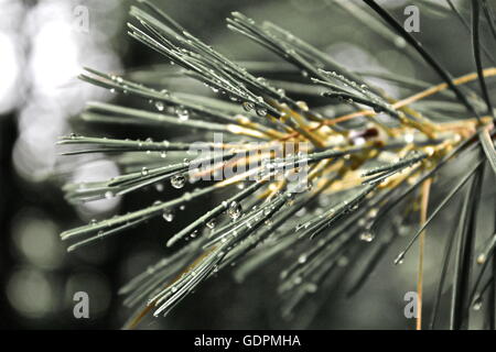 Water droplets on pine needles. Stock Photo