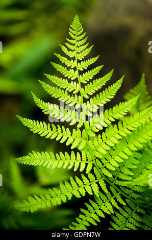 Bracken fern leaf frond close up Stock Photo