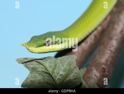 Vietnamese Rhinoceros ratsnake or longnose snake (Gonyosoma boulengeri, Rhynchophis boulengeri), Rotterdam Blijdorp Zoo (plastic leaf in foreground) Stock Photo