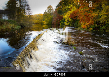 Cauld or weir on the River Till with a backend salmon trying the water, the Till is a tributary of the Tweed. Stock Photo