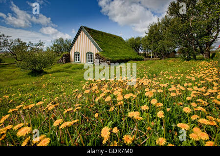 Field of dandelions and Hofskirkja, a turf-roofed church, Iceland Stock Photo