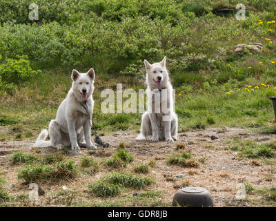 Two chained pure Greenland Inuit sled dogs resting in summer pure Greenland huskies winter working dogs# Stock Photo