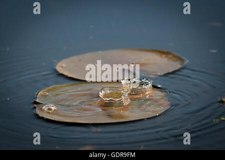Water drop falling on to a water lily Stock Photo - Alamy
