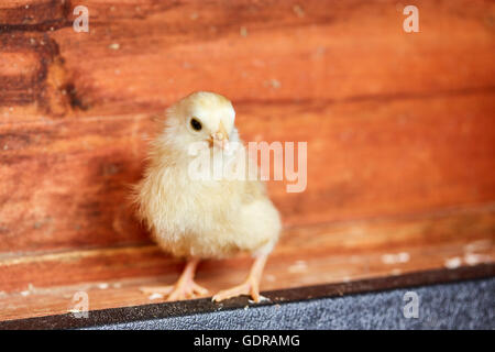Little yellow chick standing in the stable Stock Photo