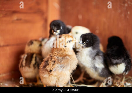 Different colored little chicks in the stable on the farm Stock Photo