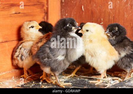 Different colored little chicks in the stable on the farm Stock Photo