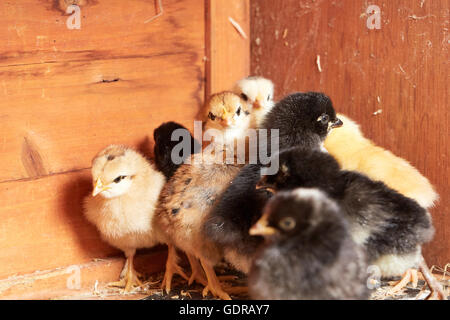 Different colored little chicks in the stable on the farm Stock Photo