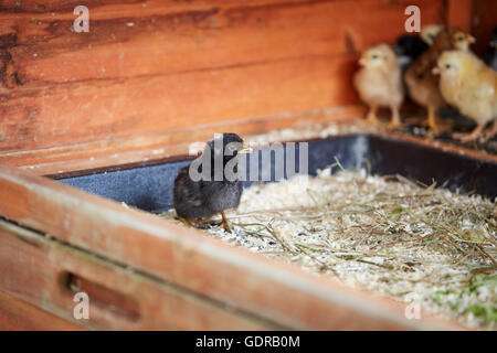 Different colored little chicks in the stable on the farm Stock Photo