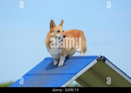 Pembroke Welsh Corgi Standing on an A-Frame at a Dog Agility Trial Stock Photo
