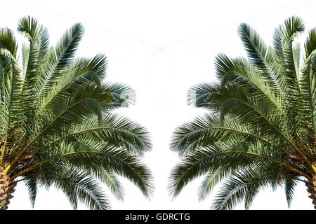 Palms isolated on white Stock Photo