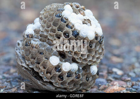 Wasp Nest on the ground with larvae and eggs in individual cell of the hive side view closeup macro Stock Photo