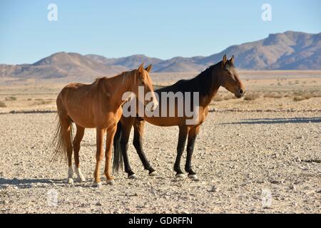 Namib desert horses (Equus ferus) in desert, near watering hole at Garub, Aus, Karas Region, Namibia Stock Photo