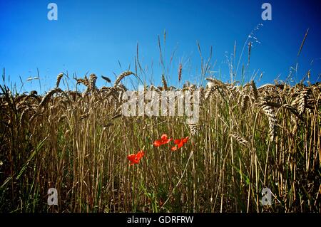 Poppies (Papaver) in a field of wheat (Triticum) Stock Photo