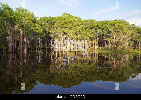 Bald cypress (Taxodium distichum) trees growing in Atchafalaya Swamp with forest reflection in water, southern Louisiana Stock Photo