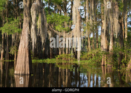 Swamp bayou scene of the American South featuring bald cypress trees ...