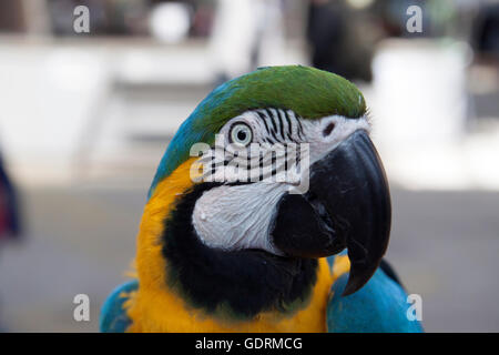 Close up picture of a parrot Stock Photo