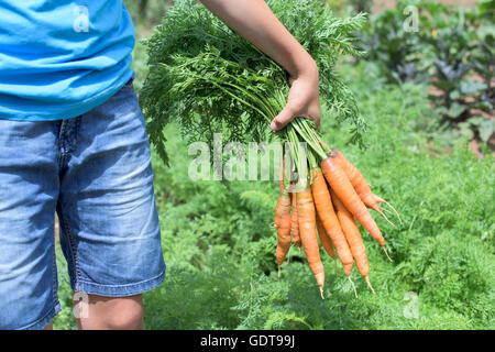 Boy hold clean carrots in the vegetable garden