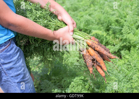 Boy hold dirty carrots in the vegetable garden Stock Photo