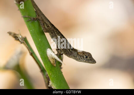 A baby brown anole rests on a rose stem Stock Photo