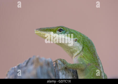 An anole rises above a fence plank to look around Stock Photo