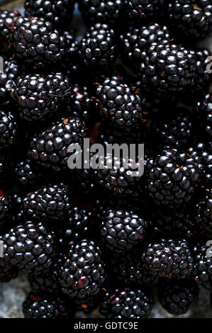 Fresh Blackberries close up Stock Photo
