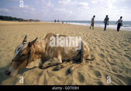 a cow on the beach of Anjuna in the Province Goa in India. Stock Photo